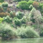 The bank below the Kauri Grove  February. 2010. Cambridge Tree Trust